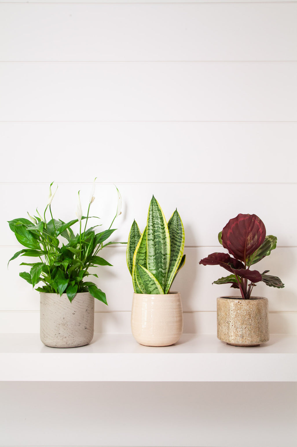 files/IndoorPlants-LeighShots16.11.2023-203_bb6f939e-f8a6-4e54-9a21-91e6831264c3.jpg